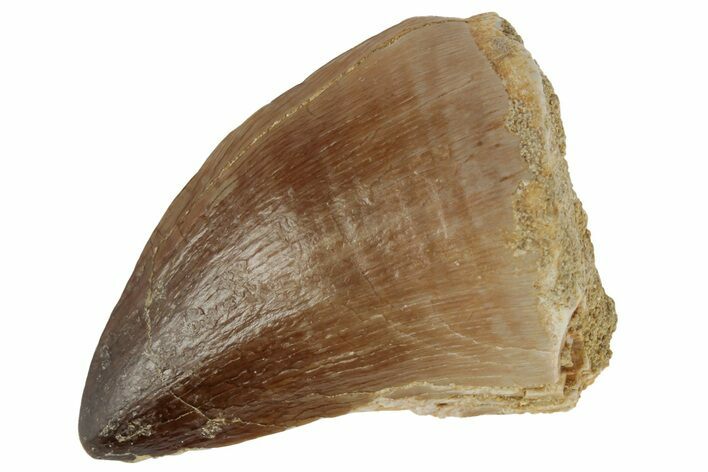 Fossil Mosasaur (Prognathodon) Tooth - Morocco #186544